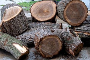 Tất tần tật những điều cần biết về gỗ óc chó không thể bỏ qua